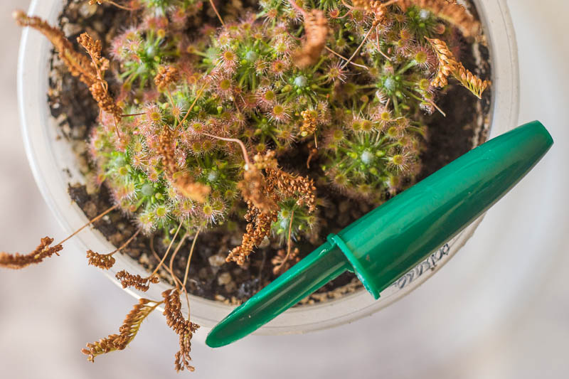 Drosera Pygmées